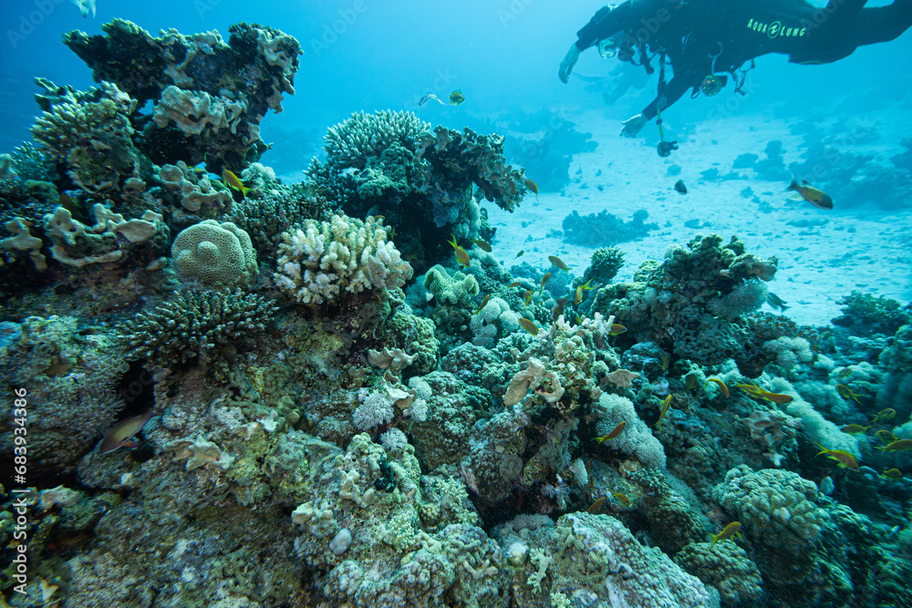 Fototapeta premium Korallenriff mit Fischen im roten Meer