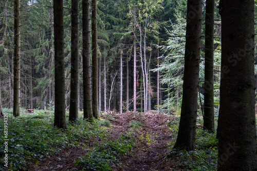 Fichten im Wald Eifel © Robin