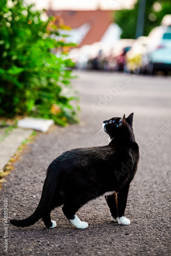 Funny playful Black and white cat with big green sparkling eyes walking outdoor 