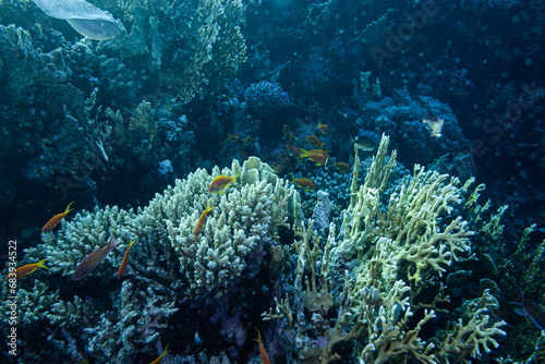 Fahnenbarsch im roten Meer - Korallenriff