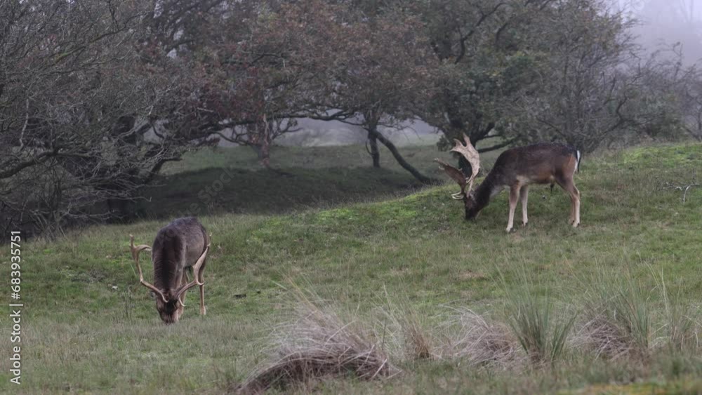 Beautiful deer with big horns walk in the forest, park. Deer eat grass. Beautiful foggy morning. Deer graze on the lawn. National Park with animals, deer. Beautiful deer with big horns walk in the forest, park. Deer eat grass. Beautiful foggy morning. Deer graze on the lawn. National Park with animals, deer.