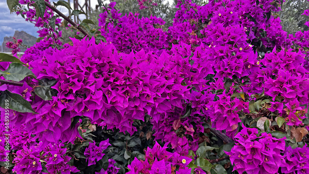 Obraz premium Bougainville flower on green leafy plant.