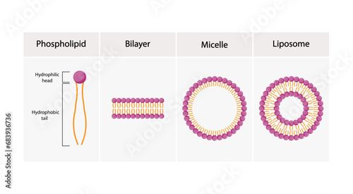 Liposome, Micelle and bilayer structure. Phospholipid  structure with hydrophilic head and hydrophobic tails. Drug encapsulation. Vector illustration.