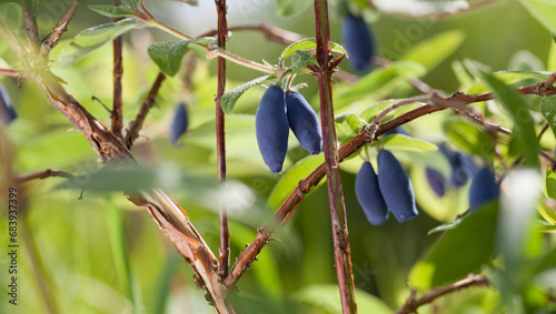 Fotografie Blue Honeysuckle shrub with big juicy berries in the garden - Kamchatka berry, L