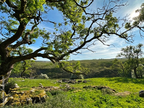 Rural landscape, with old trees, fields, moss covered rocks, sheep, and distant hills in, Oughtershaw, UK photo