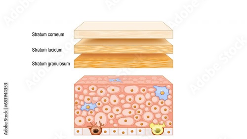 Skin epidermis structure. Skin anatomy. Cross section of the epidermis with text 2d animation photo