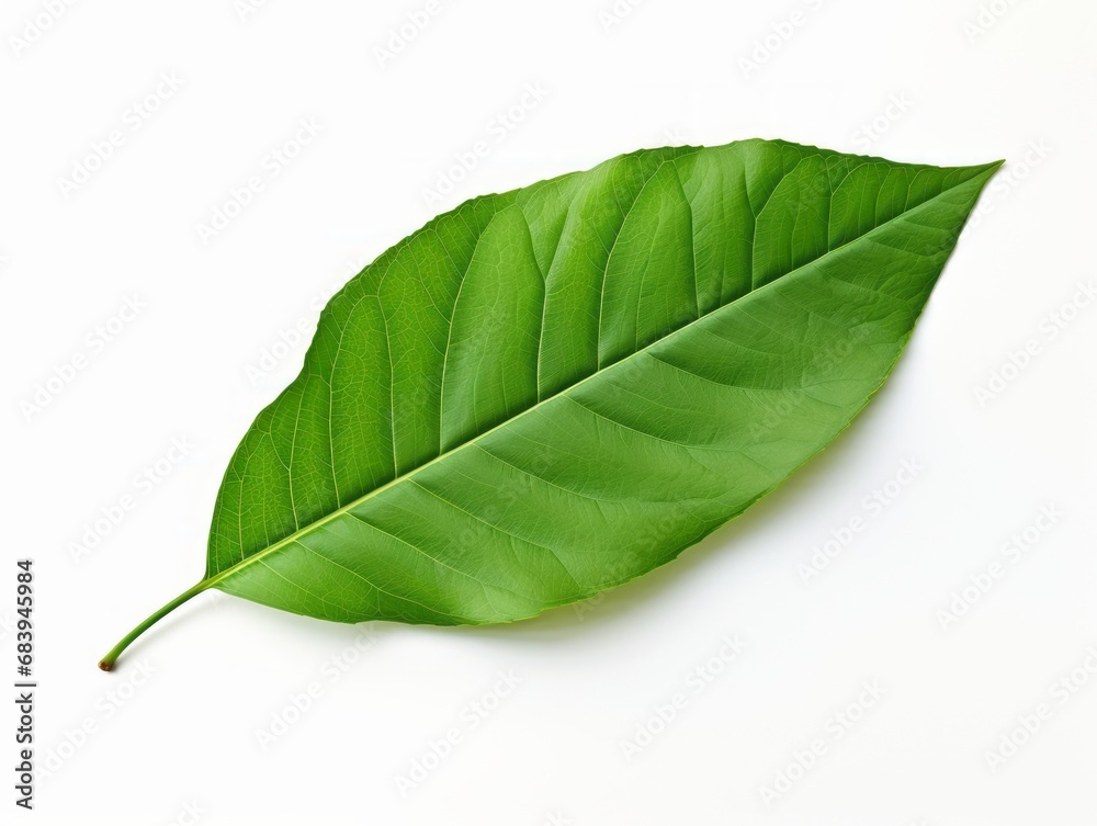 Obraz premium Exquisite Display of Vibrant Leaves Isolated on Pure White Background - See the Beauty of Nature Generative AI