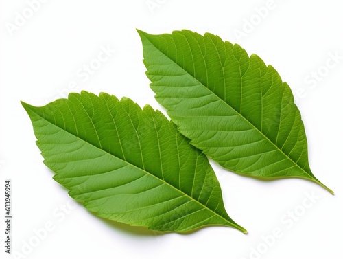 Discover the Simple Elegance: Captivating Shot of Fresh Leaves on a White Canvas Generative AI