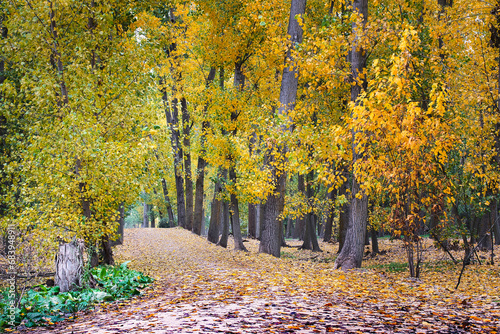 Path covered with fallen leaves in an autumnal foggy morning  in a park, in Arroyomolinos, Madrid (Spain). photo
