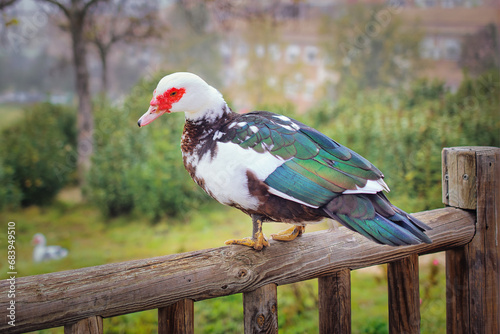 Mute duck (Cairina Moschata) perched on a wooden fence.