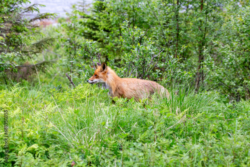 Adult red fox © Gunnar E Nilsen