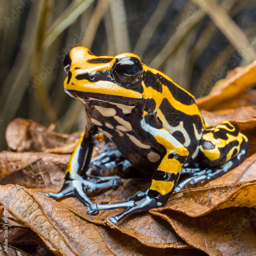 Adelie penguClose up of three striped poison frog on dried leavesin (Pygoscelis adeliae) on iceberg. Graham Passage, Antarctic Peninsula, Antarctica. photo