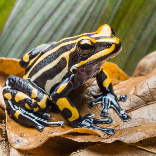 Adelie penguClose up of three striped poison frog on dried leavesin (Pygoscelis adeliae) on iceberg. Graham Passage, Antarctic Peninsula, Antarctica. photo