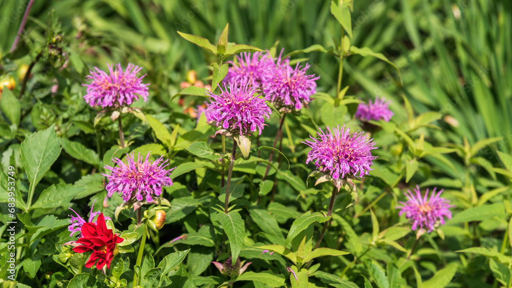 Obraz premium Purple monarda flowers on a sunny day.