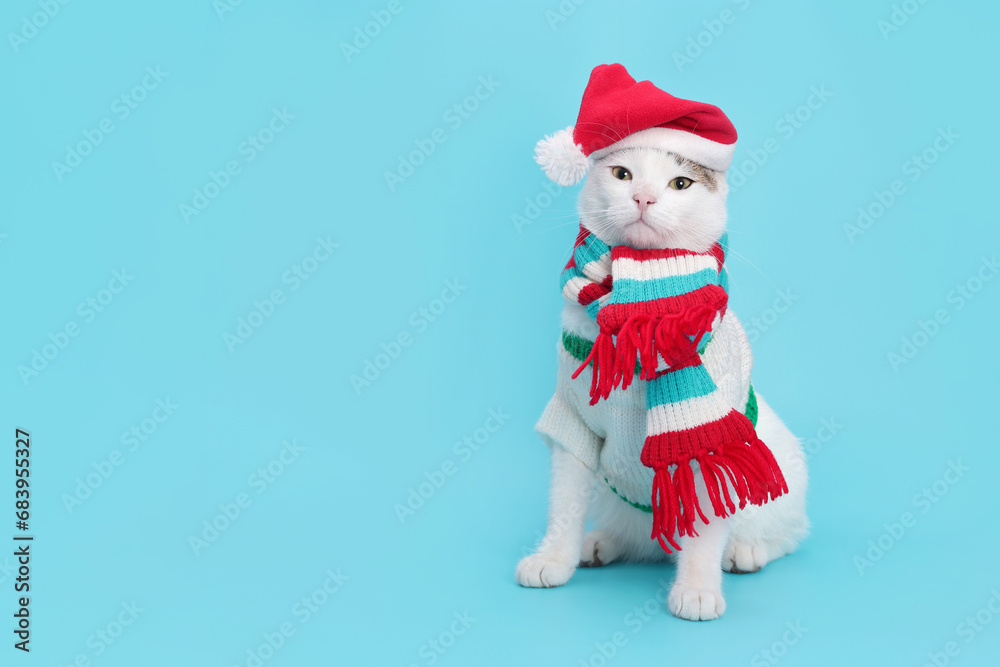 White Cat looking at camera against a turquoise background. Funny kitten wearing warm sweater scarf and Santa Claus xmas red cap. Cat with Santa hat. White Cat looking at camera against a turquoise background. Funny kitten wearing warm sweater scarf and Santa Claus xmas red cap. Cat with Santa hat.