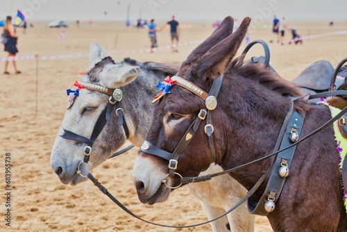 Принти на полотні two donkeys on beach