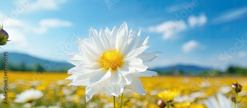 In the midst of a colorful field  a beautiful white flower blossomed  showcasing the beauty of nature in summer with its vibrant yellow petals and green leaves.