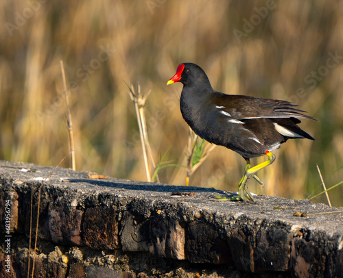 Eurasian moorhen