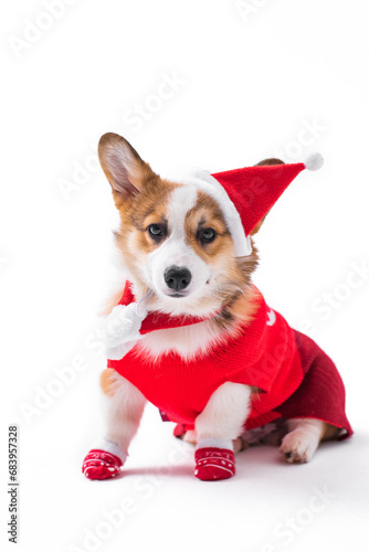 Little Pembroke Welsh Corgi puppy wearing a red Christmas sweater, scarf, red socks and Santa hat. Mischievous, playful puppy. Sits looking at the camera. Isolated on white background © Granmedia