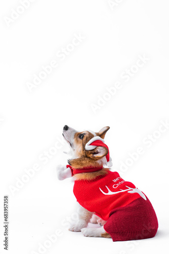 Little Pembroke Welsh Corgi puppy wearing a red Christmas sweater, scarf, red socks and Santa hat. Mischievous, playful puppy. Looking up, side view. Isolated on white background © Granmedia