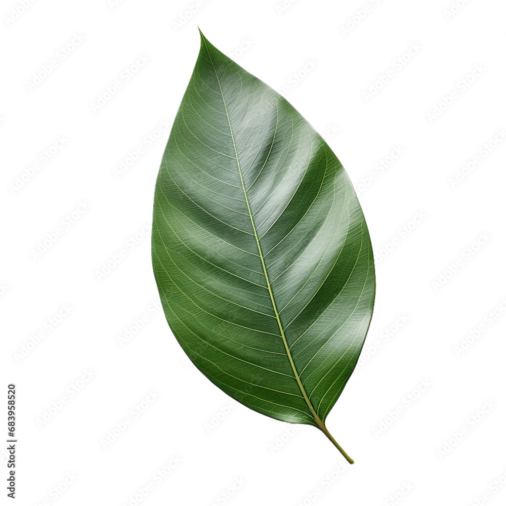 green leaf on transparent background PNG image Stock Illustration