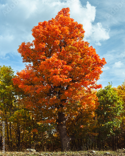autumn trees in the park at sunny day