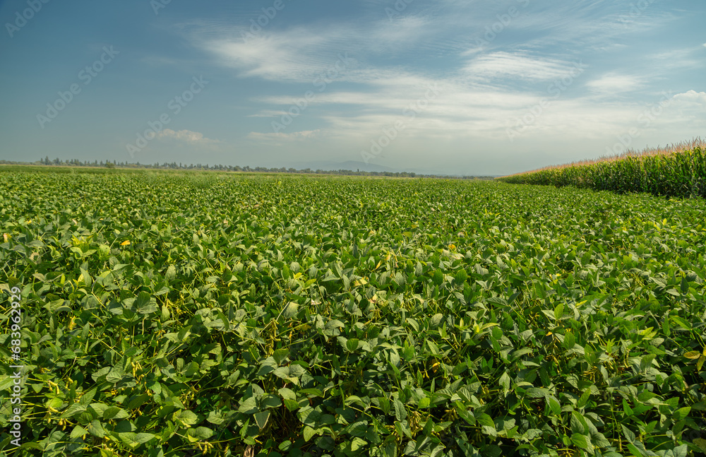 Green ripening soybean field, agricultural landscape