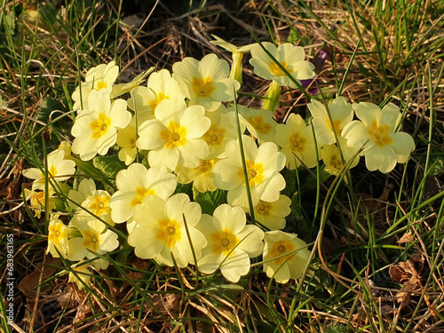 A bush of yellow primula polyantha or primula elatior flowers grows in green grass in a clearing. photo