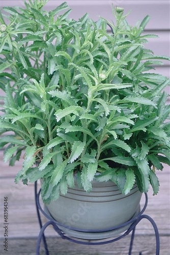 Bild auf Leinwand Leucanthemum X superbum ‘Lucille White’ - Shasta Daisy