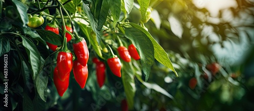 In the vibrant summer garden, amidst the flourishing green leaves and swaying nature, a healthy and organic red pepper plant stood tall, displaying its ripe and spicy, macro level hot peppers