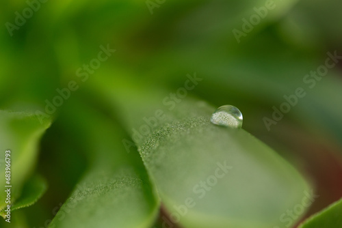 Close-up of drop of water on leaf of succulent plant. Selective focus. Background and foreground out of focus. Spring.