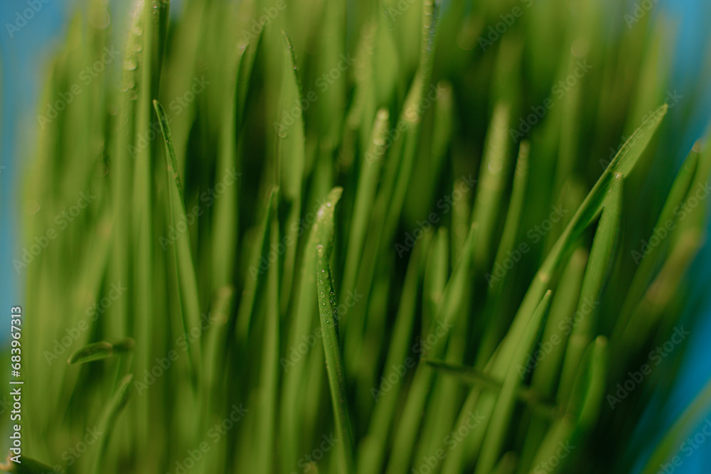 Green grass grown from grain. Microgreens in a bowl on the table. White background. Green grass with water drops. Green grass grown from grain. Microgreens in a bowl on the table. White background. Green grass with water drops.
