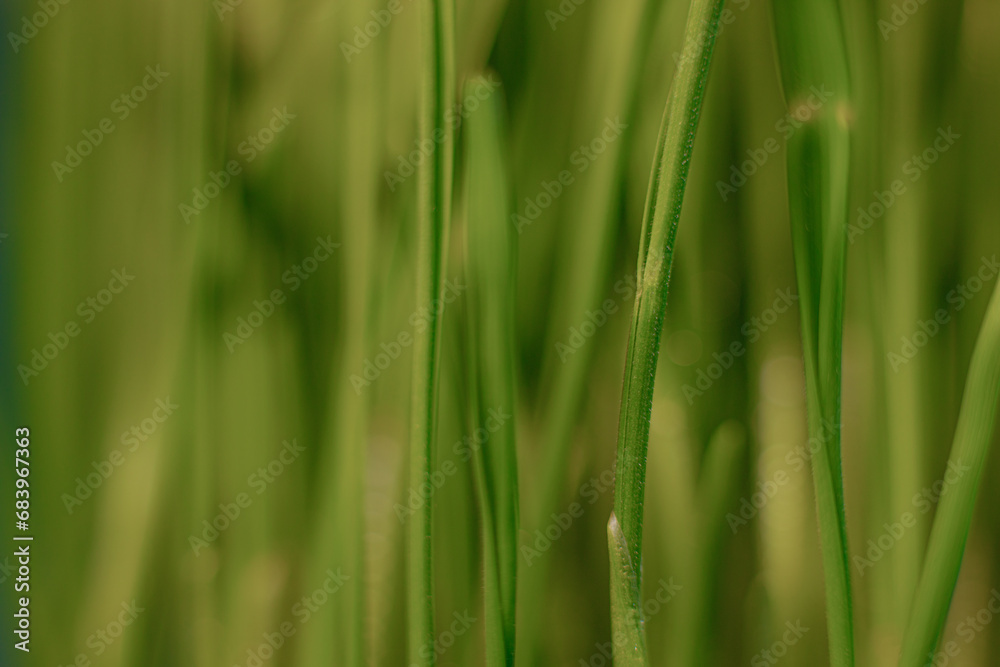 Green grass grown from grain. Microgreens in a bowl on the table. White background. Green grass grown from grain. Microgreens in a bowl on the table. White background.