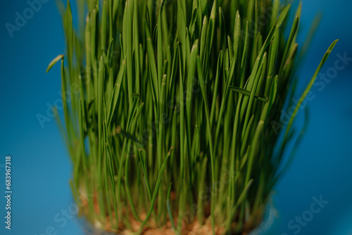 Green grass grown from grain. Microgreens in a bowl on the table. White background.