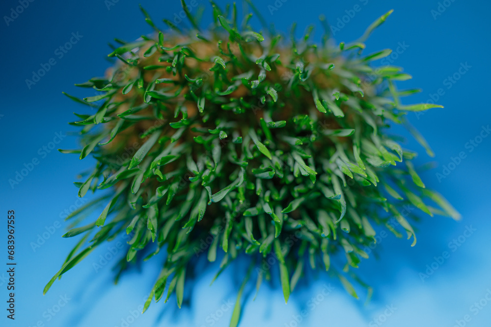 Green grass grown from grain. Microgreens in a bowl on the table. White background.