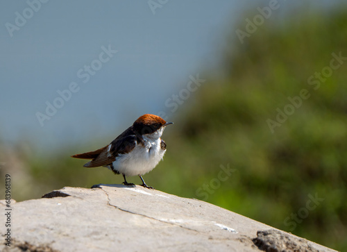 wire tailed swallow 