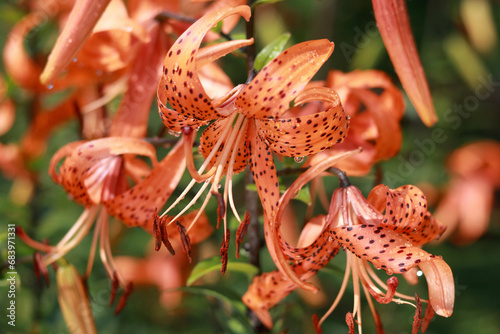 Tiger lilies in garden. Orange Tiger Lily flowers after rain on a blurred green background. Red lily. Floral background.  Lilium lancifolium. Lilium tigrinum. Large drops of water after rain