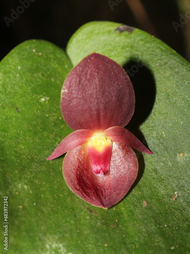 Flower of Pleurothallis oncoglossa from Costa Rica