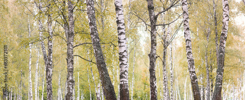 Beautiful birch trees in autumn