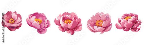 Set of Watercolor Peony Flower Illustration