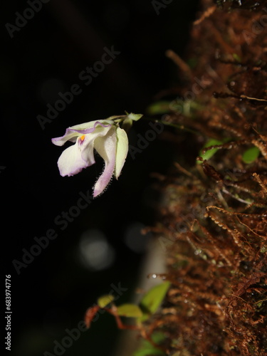 Epiphyte bladderwort Utricularia jamesoniana from Costa Rica