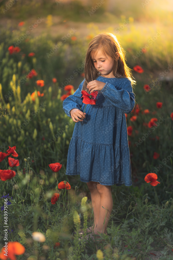 little girl in blue dress on sunset ni poppy seed red flowers green grass summer field bloom cute alone