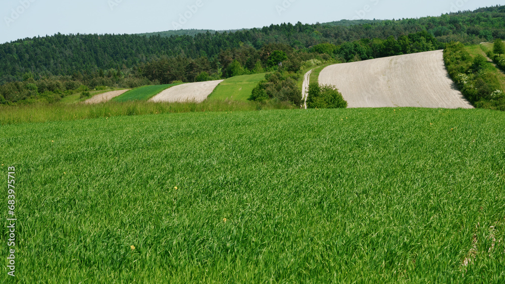 Obszary rolnicze, gdzie jest świeże powietrze świeżą żywność od małych lokalnych gospodarstw, ekologiczna polska wieś. Błękitne niebo - obrazy, fototapety, plakaty 