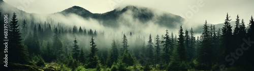 Serene Misty Evergreen Forest Panorama © Unitify