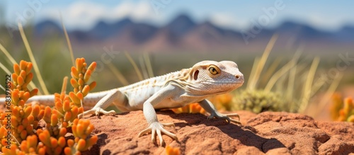 In the vastness of the Arizona desert, amidst the untouched natural beauty, a white lizard camouflages itself against the brown terrain, showcasing the wonders of desert wildlife up close.