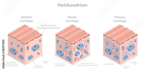 3D Isometric Flat  Conceptual Illustration of Perichondrium, Types of Cartilage photo