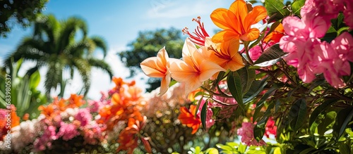 In the vibrant garden, amidst the verdant green foliage, colorful flowers of orange, red, and various hues danced with the summer breeze, showcasing their natural beauty and adding a touch of tropical photo