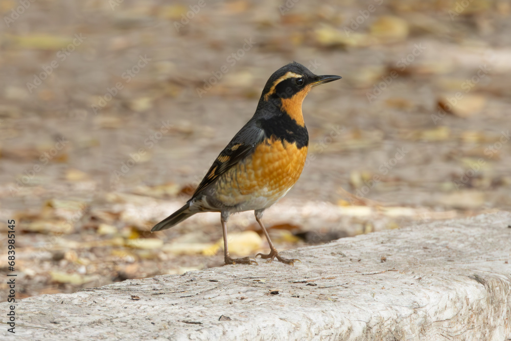 Varied Thrush Desert National Wildlife Refuge Varied Thrush Desert National Wildlife Refuge