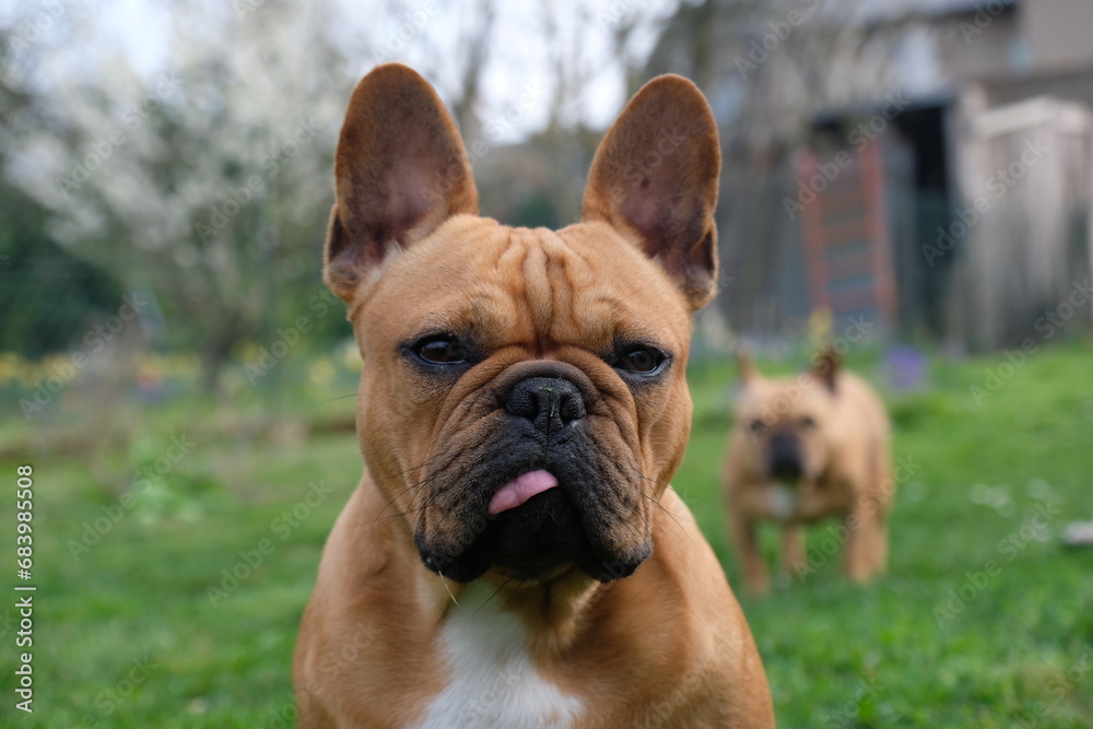 french bulldog