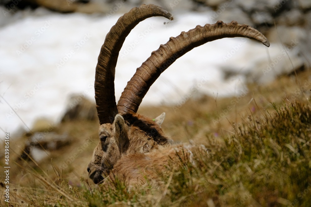 goat on the meadow goat on the meadow
